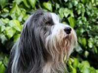 Bearded Collie thumbnail